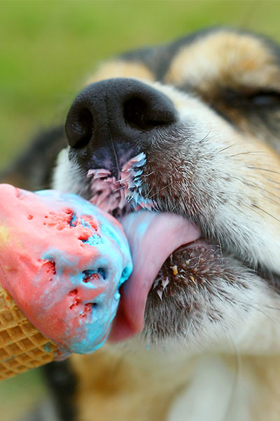 Dog eating an ice cream cone